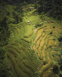 Aerial view of Bali Tegallalang rice terraces, Indonesia. - AAEF17500