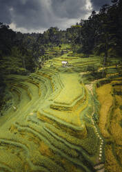 Luftaufnahme der Reisterrassen von Bali Tegallalang, Indonesien. - AAEF17501