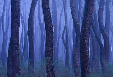 Malerische Aussicht auf hohe Baumstämme und grünes Gras im Wald an einem nebligen Tag - ADSF43293