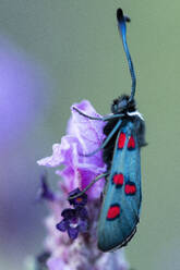 Seitenansicht Nahaufnahme von Zygaena filipendulae Eintagsfliege mit leuchtend blauen Flügeln und roten Flecken auf violetter Blüte sitzend bei Tag in der Natur - ADSF43328