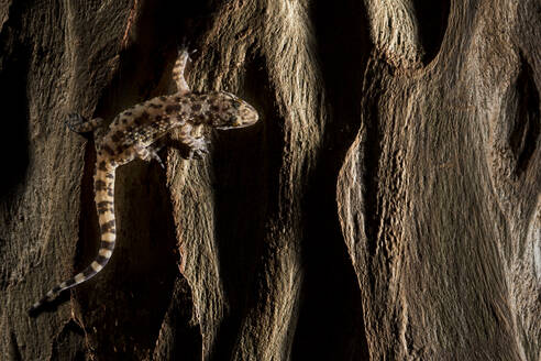 Full body closeup of Turkish gecko with spotted skin crawling on rough surface - ADSF43329