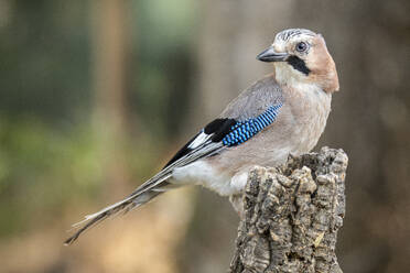 Side view of adorable Eurasian jay on tree branch against blurred background - ADSF43339