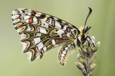 Closeup of Zerynthia polyxena butterfly with spotted ornamental wings sitting on flower against blurred background - ADSF43343