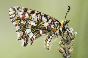 Nahaufnahme von Zerynthia polyxena Schmetterling mit gefleckten ornamentalen Flügeln auf Blume sitzend vor unscharfem Hintergrund - ADSF43343