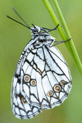 Closeup der schönen ornamentalen Melanargia ines Schmetterling mit gefleckten Flügeln sitzen auf grünem Gras in der Natur gegen grüne unscharfen Hintergrund - ADSF43345