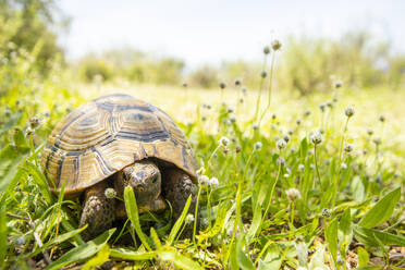 Wilde Maurische Landschildkröte auf grünem Gras mit kleinen Blumen an einem Sommertag stehend - ADSF43346