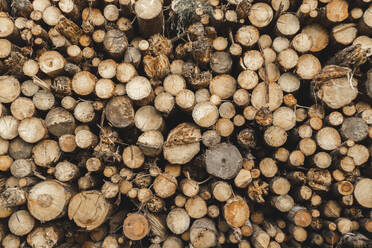 Stack of logs in sawmill - PCLF00253