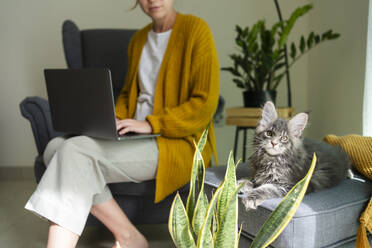 Katze ruht auf Couch mit Freiberufler arbeitet am Laptop im Büro zu Hause - SVKF01353