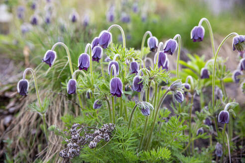 Violett blühende Kuhschelle im Feld - MAMF02645