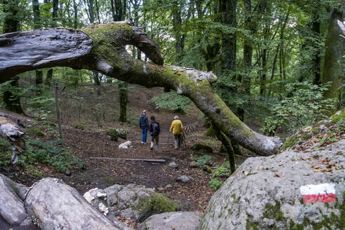 Männer wandern im Wald bei Monti Cimini - MAMF02649