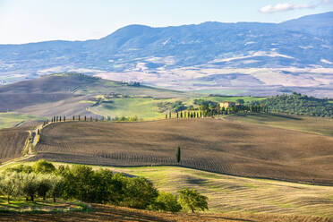 Italy, Tuscany, Pienza, Rural landscape of Val dOrcia in summer - FOF13567