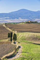 Italy, Tuscany, Pienza, Country road in Val dOrcia - FOF13570