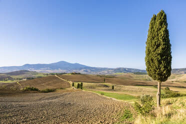 Italy, Tuscany, Pienza, Rural landscape of Val dOrcia with cypress tree in foreground - FOF13571