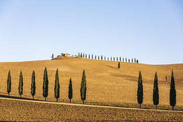 Italy, Tuscany, Treelined country road in Val d'Orcia - FOF13600