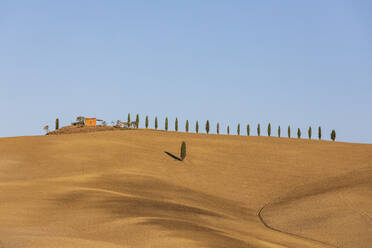 Italien, Toskana, Bäumen gesäumte Landstraße im Val d'Orcia - FOF13602