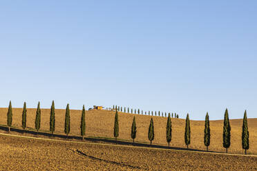 Italien, Toskana, Klarer Himmel über baumbestandener Landstraße im Val d'Orcia - FOF13607