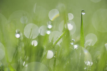 Dew on blades of grass - RUEF03967