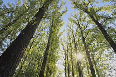 Sun shining through branches of forest trees - RUEF03968