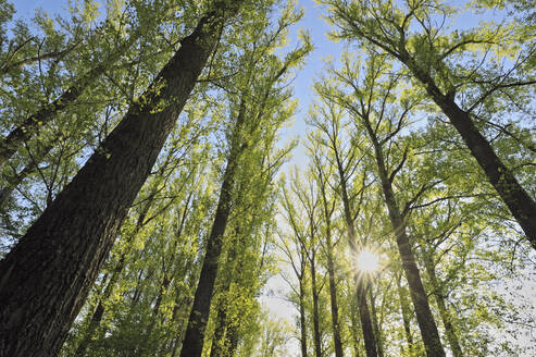 Die Sonne scheint durch die Zweige der Waldbäume - RUEF03968