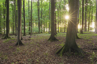 Deutschland, Mecklenburg-Vorpommern, Aufgehende Sonne, die durch die Äste von Waldbuchen scheint - RUEF03969