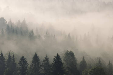 Deutschland, Bayern, Wald in dichten Morgennebel gehüllt - RUEF03970