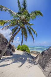 Seychellen, La Digue, Einzelne Palme am tropischen Strand - RUEF03973