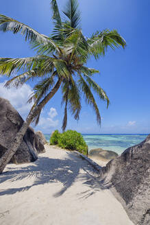 Seychellen, La Digue, Einzelne Palme am tropischen Strand - RUEF03973