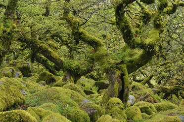 UK, England, Wistmans Wood im Dartmoor-Nationalpark - RUEF03977