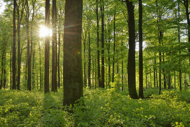 Die Sonne scheint durch die Zweige der Waldbäume - RUEF03979