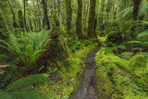 Neuseeland, Südinsel, Schmaler Fußweg im üppigen Regenwald im Tutoko-Tal - RUEF03980