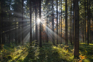 Deutschland, Baden-Württemberg, Sonne scheint durch Äste von Waldbäumen auf der Schwäbischen Alb - RUEF03996