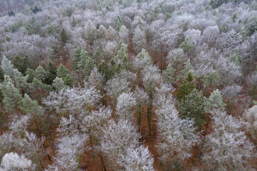 Aerial view of hoarfrosted forest in Steigerwald - RUEF03998