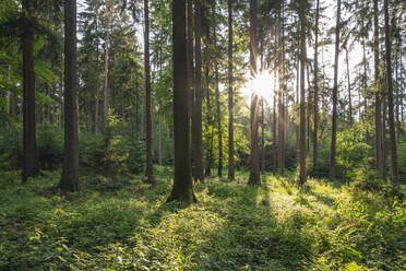 Deutschland, Bayern, Sonne, die durch die Äste der Waldbäume im Frankenjura scheint - RUEF04004