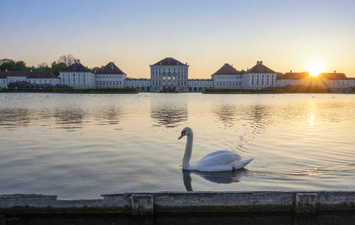 Deutschland, Bayern, München, Einsamer Schwan schwimmt im See vor dem Schloss Nymphenburg bei Sonnenuntergang - MAMF02700