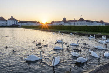 Deutschland, Bayern, München, Schwarm Schwäne schwimmen im See vor dem Schloss Nymphenburg bei Sonnenuntergang - MAMF02701