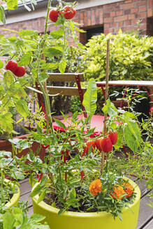 Tomaten, rote Chilischoten und Ringelblumen im Balkongarten angebaut - GWF07766