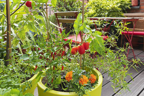 Tomaten, rote Chilischoten und Ringelblumen im Balkongarten angebaut - GWF07767