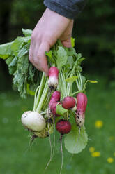 Hand holding bunch of fresh radish at farm - LBF03788