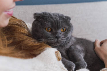 Gray cat with orange eyes resting with woman at home - PNAF05044