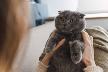 Frau hält graue Katze zu Hause - PNAF05049