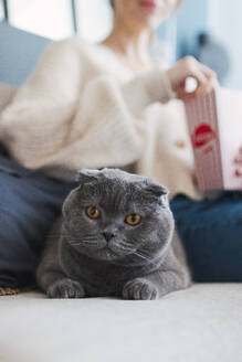 Wachsame Katze sitzt auf dem Sofa mit einer Frau im Hintergrund zu Hause - PNAF05096