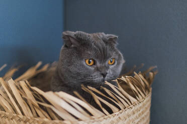 Katze mit orangefarbenen Augen versteckt sich im Korb zu Hause - PNAF05107