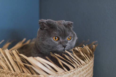 Katze mit orangefarbenen Augen versteckt sich im Korb zu Hause - PNAF05107