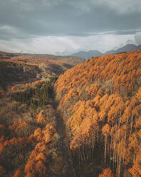 Luftaufnahme einer Straße durch einen Wald von Bäumen mit gelben Blättern, die den Berg Kurohime während der Koyo-Saison umgeben, Nagano, Japan. - AAEF17665