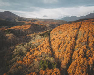 Luftaufnahme einer Straße durch einen Wald von Bäumen mit gelben Blättern, die den Berg Kurohime während der Koyo-Saison umgeben, Nagano, Japan. - AAEF17667