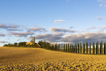 Italien, Toskana, Castiglione d'Orcia, Wolken über baumbestandener Straße im Val d'Orcia - FOF13631