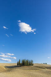 Italien, Toskana, San Quirico d'Orcia, Blauer Himmel über einem kleinen Zypressenhain im Val d'Orcia - FOF13644