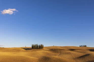 Italien, Toskana, San Quirico d'Orcia, Blauer Himmel über einem kleinen Zypressenhain im Val d'Orcia - FOF13645