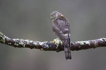 Sperber (Accipiter nisus) auf einem Ast sitzend - MJOF01978