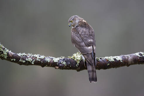 Eurasian sparrowhawk (Accipiter nisus) perching on branch - MJOF01978